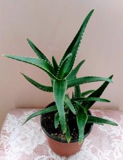 Sadnice - sobne biljke: Aloe ciliaris